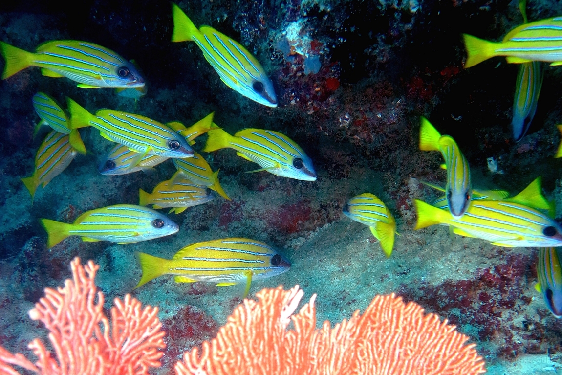 IMG_0175rf_Maldives_Madoogali_Plongee 1_House reef_Vivaneaux a raies bleues_Ludjanus Kasmira.jpg